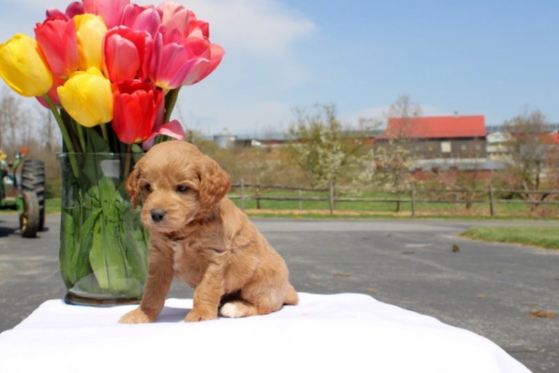 puppy, for, sale, Mini Goldendoodle F2, Matthew B. Stoltzfus, dog, breeder, Gap, PA, dog-breeder, puppy-for-sale, forsale, nearby, find, puppyfind, locator, puppylocator, aca